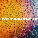 Question : Qu’est-ce qu’un chien de la Maremme ?